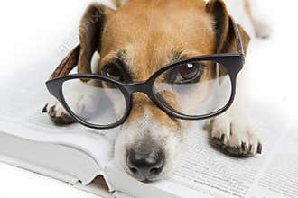 Smart dog reading book