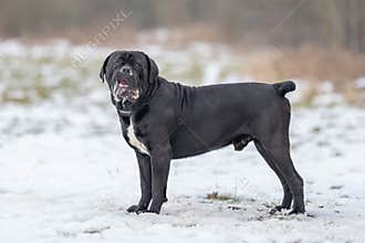cane corso dog.