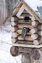 Great tit sits on feeder as small house