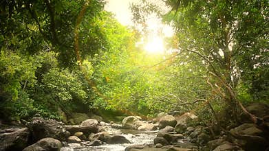 Beautiful Creek in Forrest at Sunset