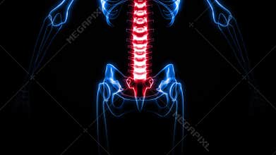 X-Ray of Human Skeleton (HD)