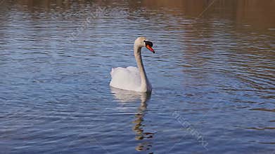 Mute swan, Cygnus olor swimming on a lake