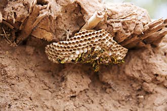 Wasp colony