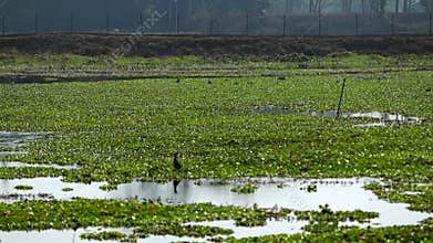 Wetland Covered With Water Hyacinth and Bird in Natural Habitat
