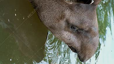 Close-up of tapir head bathing in water body. Snout of herbivorous animal in