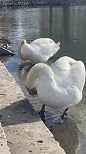 Two tagged mute swans preening side by side on concrete bank vertical wildlife intimacy footage