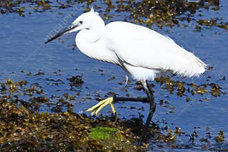 A Great White Pelican, Pelecanus onocrotalus, forages in shallow waters at low tide
