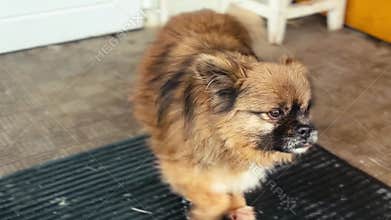 Dog in animal shelter. Homeless dog waiting for adoption