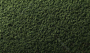 Front-facing texture of dense moss carpet in deep forest green, soft velvety microstructure