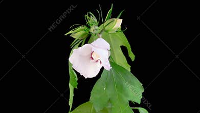 Opening Beautiful White Hibiscus Flower