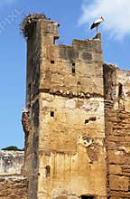 Stork on ruins of Chellah in Morocco