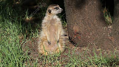 Alert meerkat