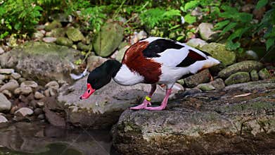 Common Shelduck, Tadorna tadorna swimming on the water