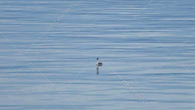 Lonely Waterbird Swimming on Calm Blue Lake (Minimal Nature Background)