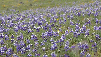 California Lupine Flowers
