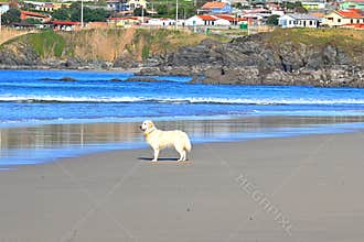 The Faithful Guardian of the Shore
