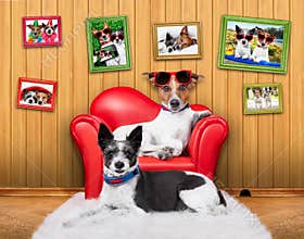 Love couple sofa dogs
