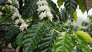 Blooming Coffee Flowers With Green Leaves at Coffee Plantation Under Rainy Sky Vertical Panning Shot