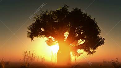 Fog glowing sun and trees