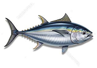 Majestic bluefin tuna swimming gracefully in the open ocean waters