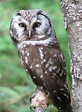Boreal owl roosting