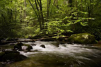 Smoky Mountain Dream