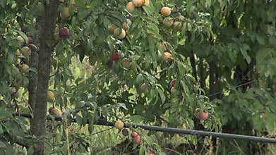 Peaches trees