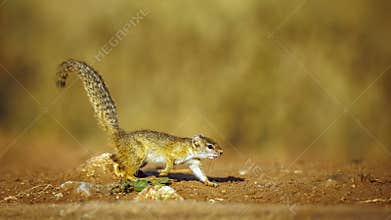 Smith bush squirrel in Greater Kruger National park, South Africa