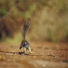 Smith bush squirrel in Greater Kruger National park, South Africa