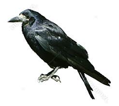 Crow isolated