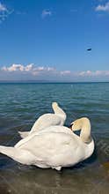 White Swans Swimming in Blue Water - Couple Preening Feathers