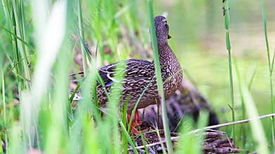 Wild duck resting and preening on the grassy shore surrounded by lush spring foliage