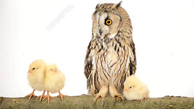 Bird owl with newborn chickens