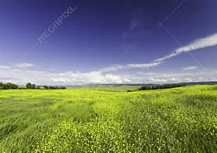 Stretching to the horizon field of flowers