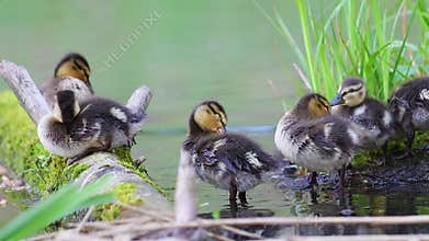 Several adorable wild ducklings preening and resting together on a moss-covered log in a lake