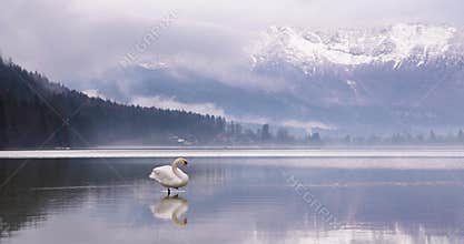 White swan preening on misty alpine lake with snow mountains