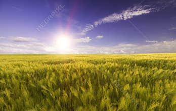 Wheat field in the rays of the bright sun