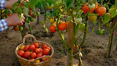 A farmer holds a tomato crop in his garden. Selective focus.