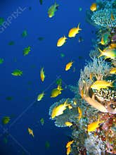 Tropical coral reef fish