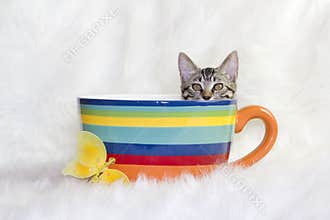 Cat in a mug.
