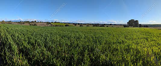 Green fields stretch under a clear sky with clouds in the distance during midday