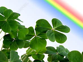 Clover and rainbow.