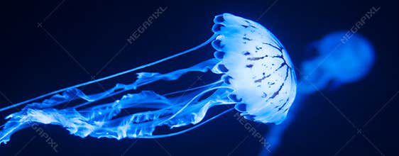 Jellyfish in Blue