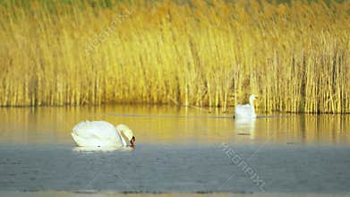 Mute swans (Cygnus olor). A pair of white swans swim in a pond against a backdrop of golden reeds. Slow motion