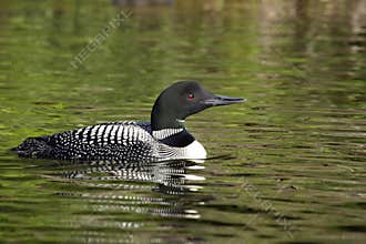 Common Loon