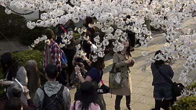 People celebrating the cherry blossom at Kudanishita in Tokyo