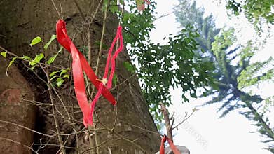 Red Ribbons Hanging On Tree Branches Swaying In Breeze Symbolizing Chinese Culture and HIV AIDS Awareness