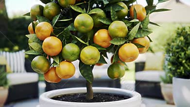 Close Up Footage of Calamondin Orange Tree with Mix of Green and Orange Fruits in White Pot Perfect for Home Gardening and