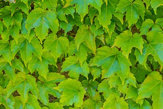 English Ivy