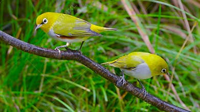 Chestnut-flanked White-eye
